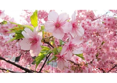 面粉机撷英：春天，樱花