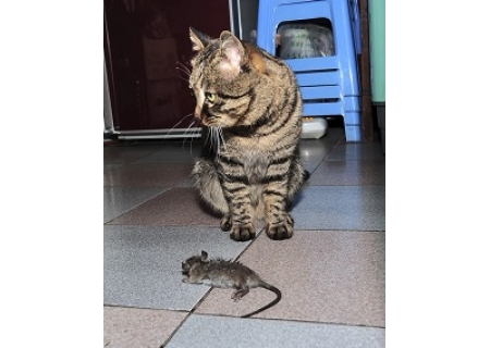 面粉机文章摘选：有趣的“瞎猫抓老鼠”